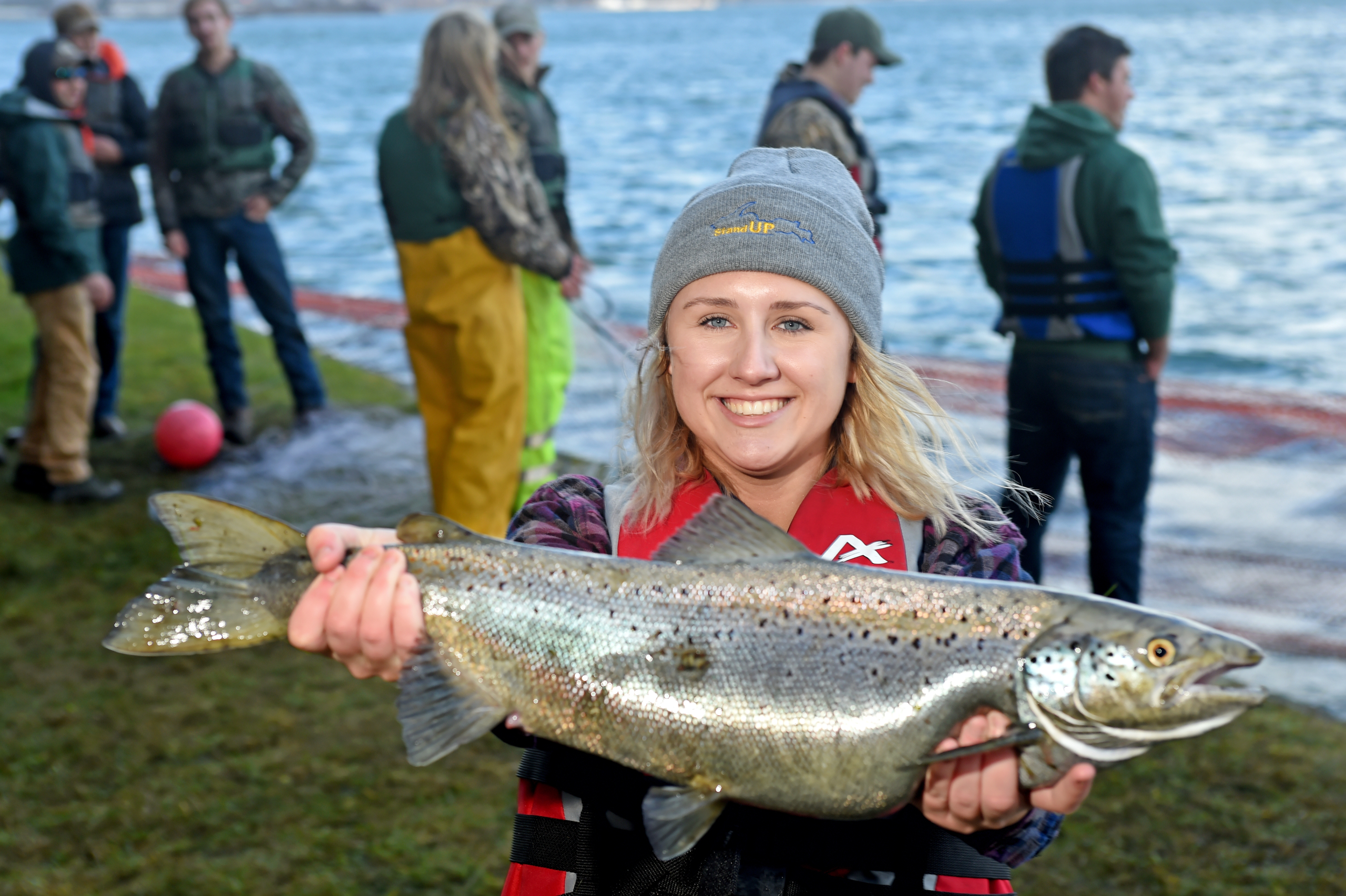 Netted Atlantic salmon