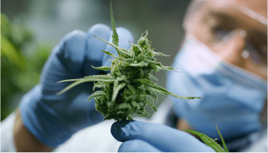 Cannabis Science